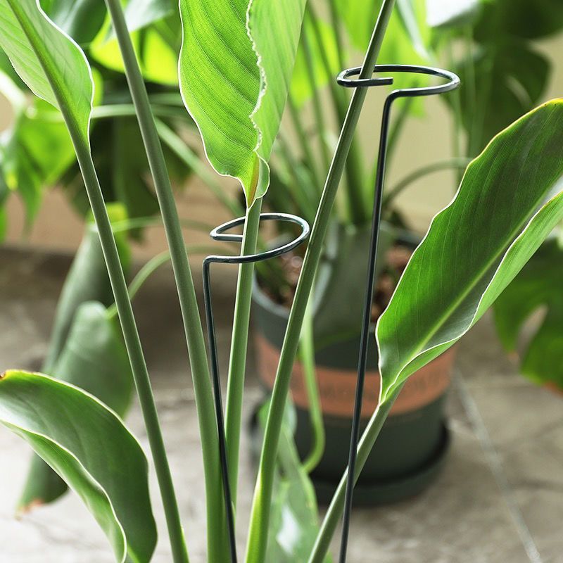 1/10pcs Garden Support Stake R - Florist Supp review and price