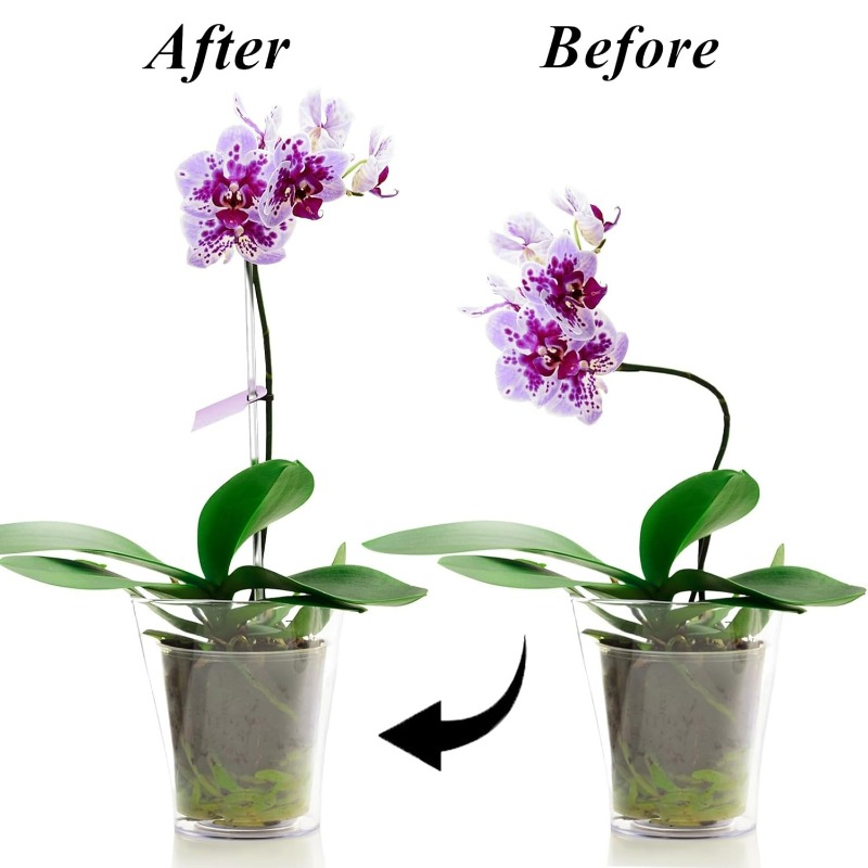 Reusable Clear Flower Support  - Florist Supp review and price